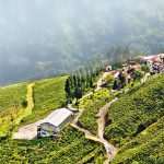 Die Ortschaft Darjeeling umgeben von Teeplantagen