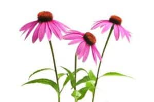 Echinacea Tee