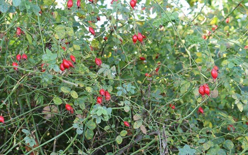 Wilde Hagebutten am Strauch