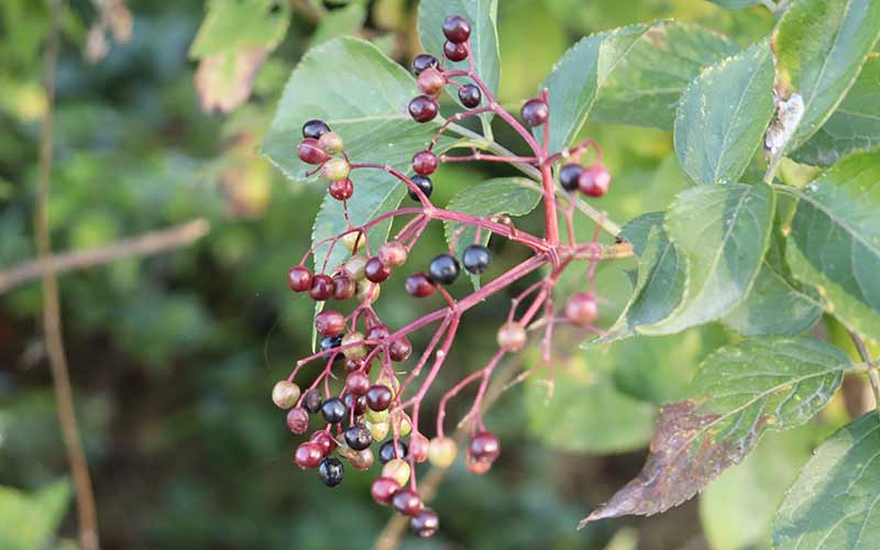 Holunderbeeren an Strauch