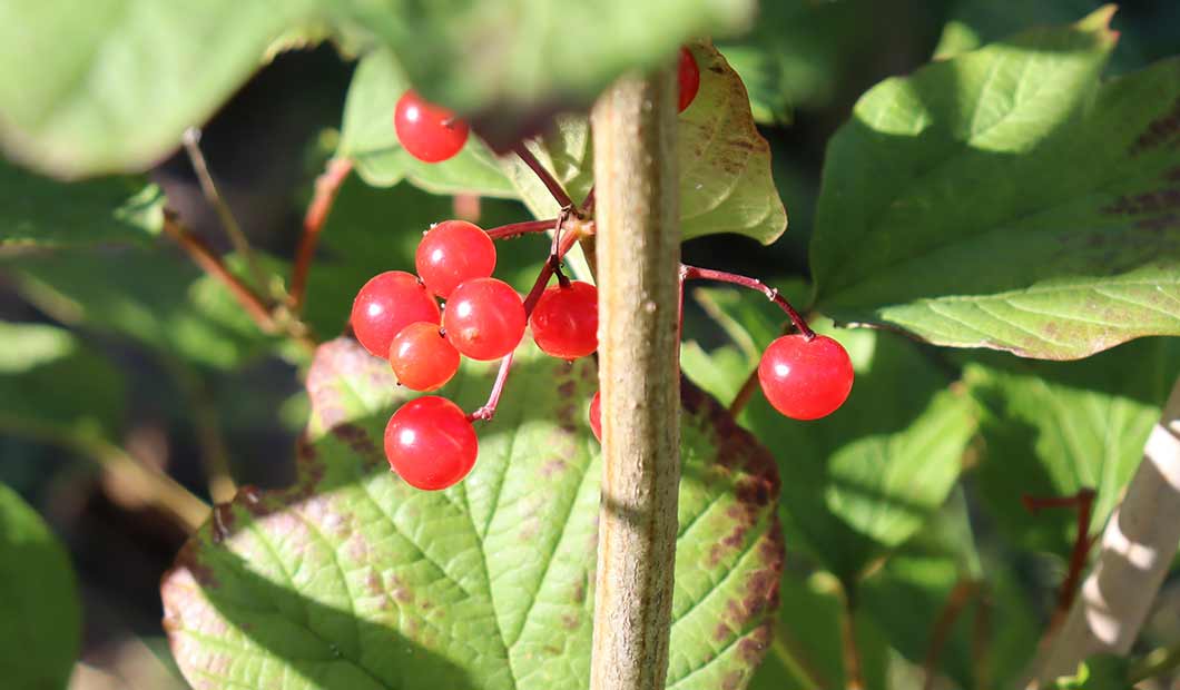 Johanniskraut - die Beeren werden nicht als Teeaufguss genutzt