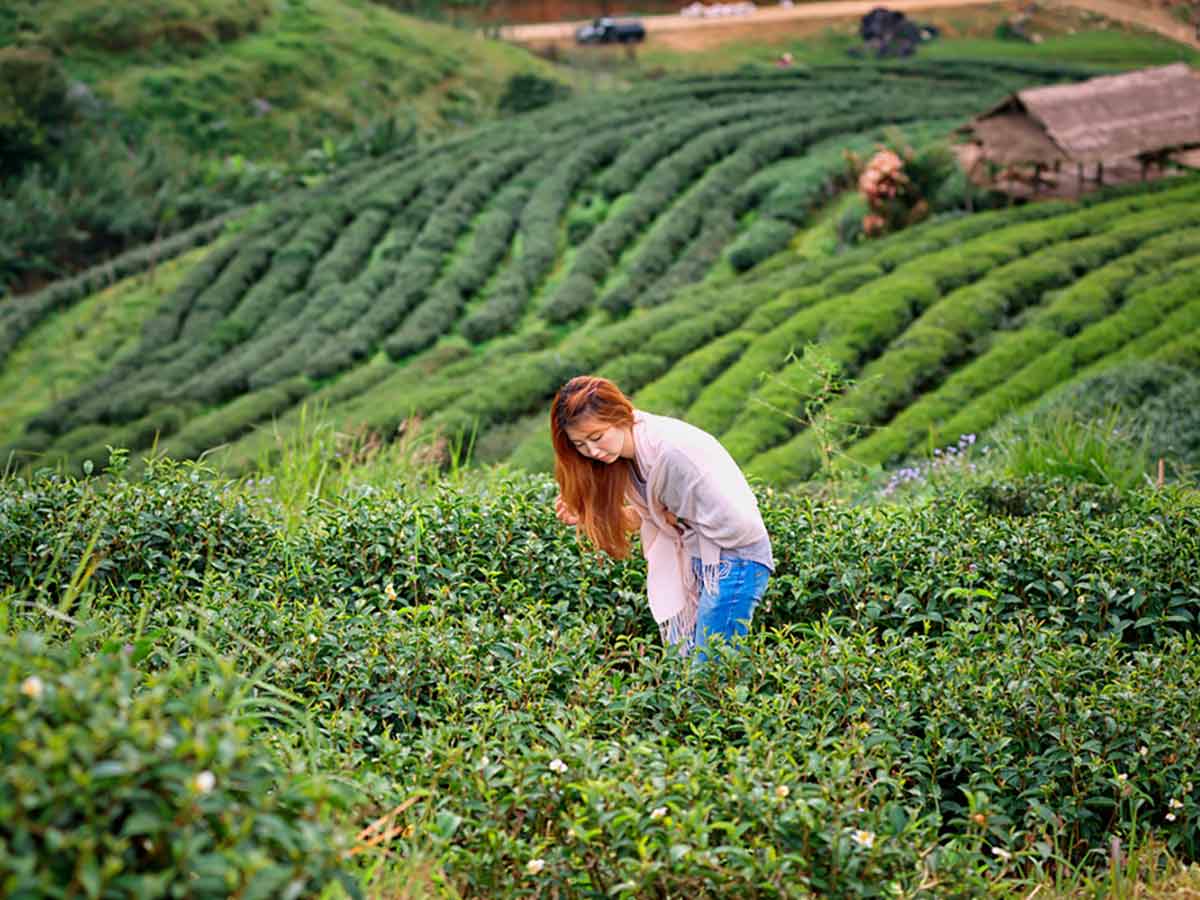 Tee-Anbau kann auch nachhaltig sein