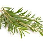 Teebaum-Zweig