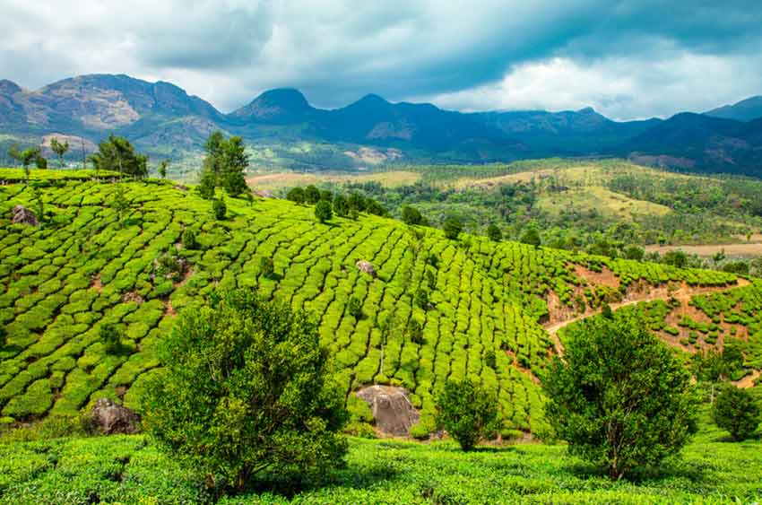 Teeplantage, wie sie in Darjeeling typisch ist