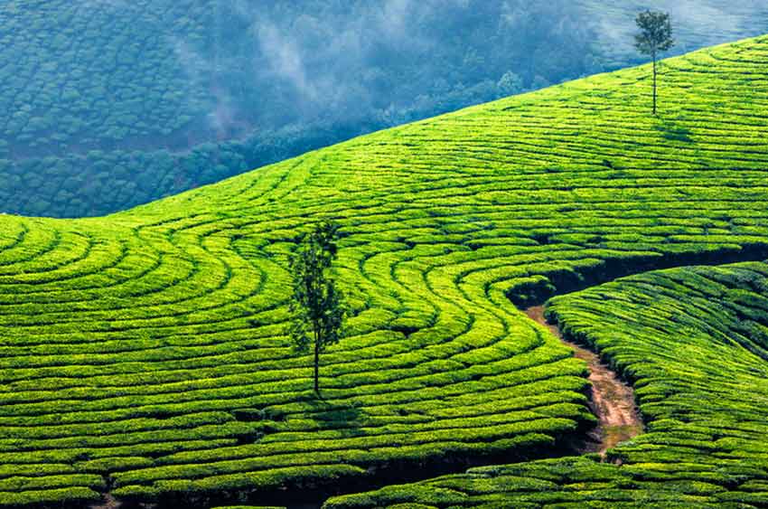 Teeplantage in Indien